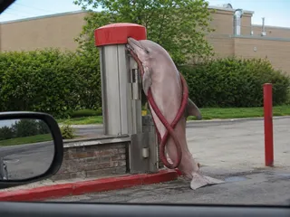 Hose, bollard, brick ledge, mirror, cetacean, red cap.