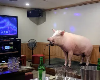 Microphone stand, soju bottles, fan, speaker, TV, pig.