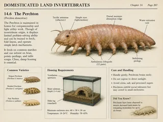 Diagram, enclosure, three subspecies, hide log, substrate.