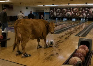 Cow, bowling shoes, eyeball ball, muddy prints, pins, Americans.