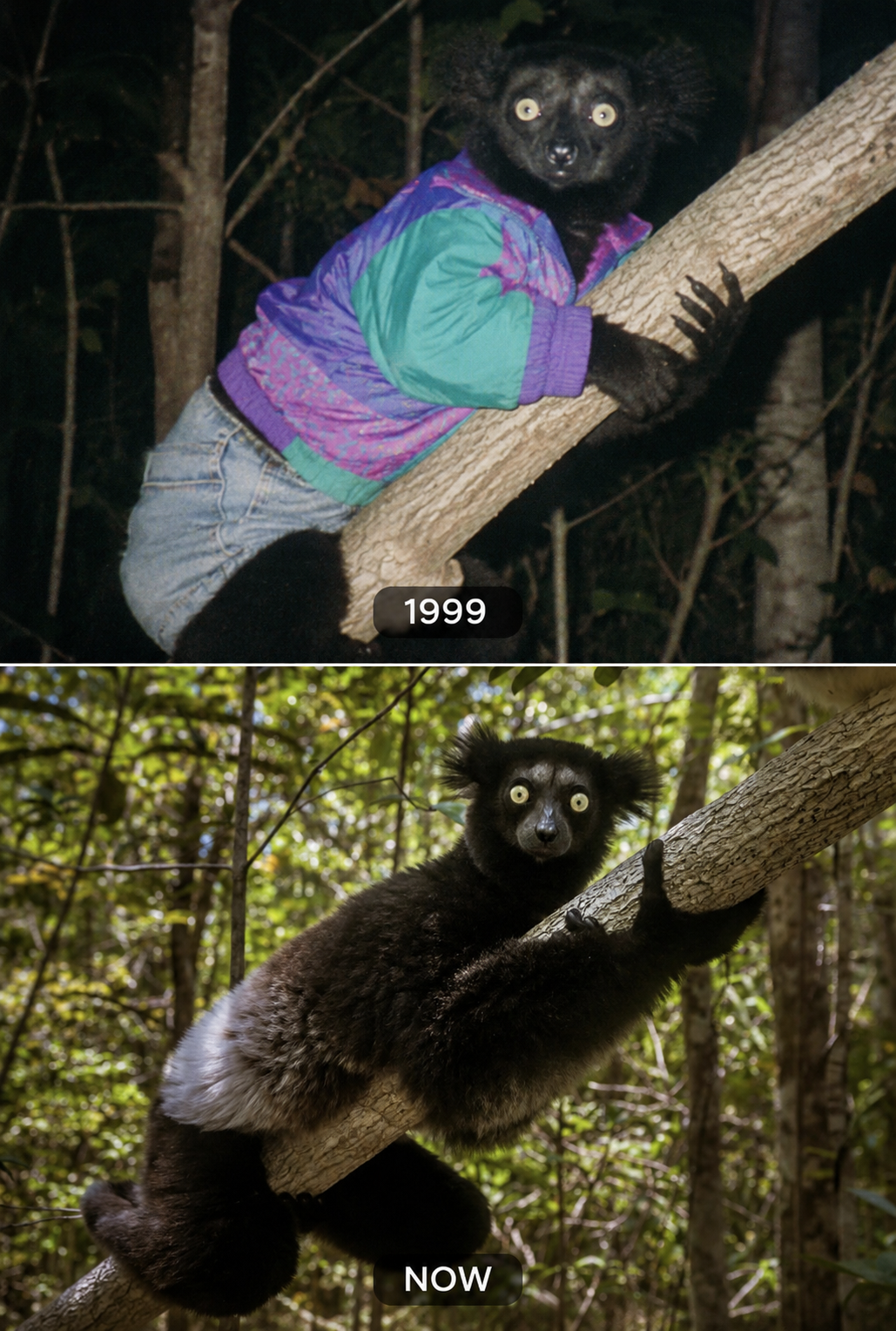 Lemur in colorful jacket 1999, now without clothes.