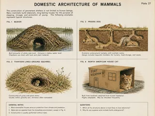Four diagrams, mound, burrow cross-section, grass dome, cardboard box.