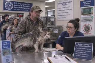 Caps, glasses, wire cages, clipboard, monitor, wet fur, catfish tail.