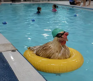 A chicken wearing goggles and swim cap floats in pool.